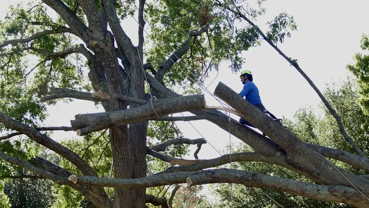 Professional Crown Thinning performed by certified arborists in Canutillo