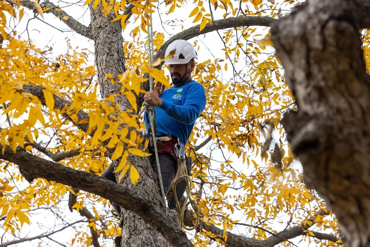 Skilled Tree Planting crew working in Canutillo